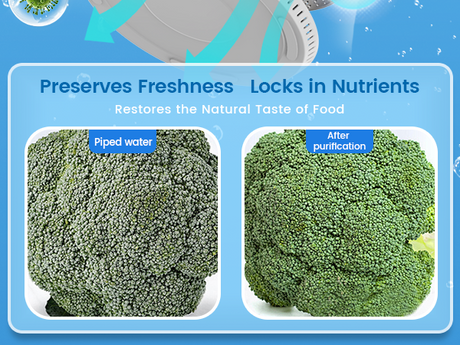 Water purifier broccoli freshness comparison: purified vs tap water.
